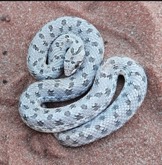 Dipsina multimaculata