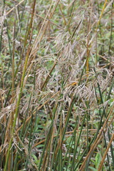 Cyperus articulatus