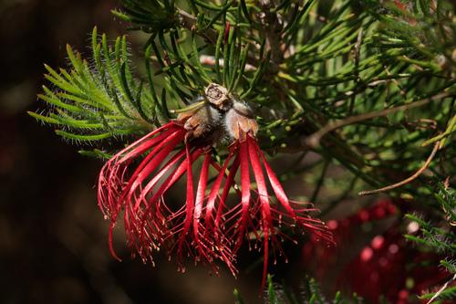 Melaleuca hirsuta, photograph 2