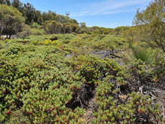 Melaleuca hirsuta, photograph (c) Cal Wood, some rights reserved (CC BY)