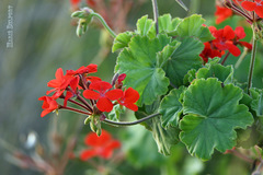 Pelargonium inquinans