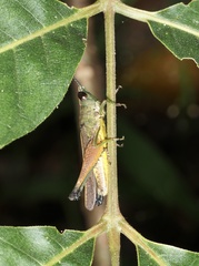 Phlaeoba antennata