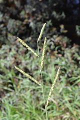 Paspalum denticulatum