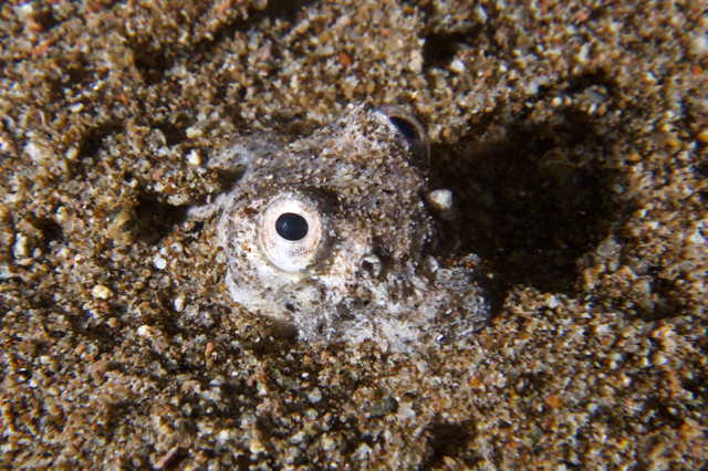 Crocodile Snake eel Brachysomophis crocodilinus Stock Photo - Alamy