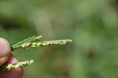 Paspalum denticulatum
