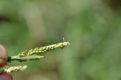Paspalum denticulatum
