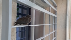 Streptopelia senegalensis
