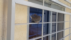 Streptopelia senegalensis