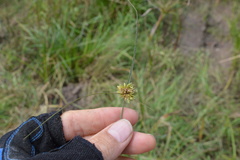 Cyperus acuminatus