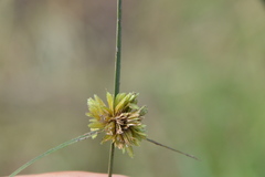 Cyperus acuminatus