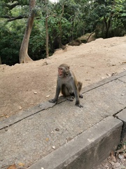 Macaca