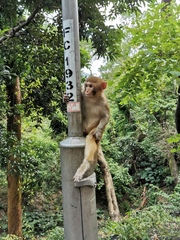 Macaca