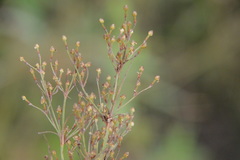 Fimbristylis quinquangularis quinquangularis