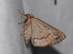 Caripeta pulcherrima