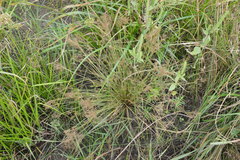 Fimbristylis quinquangularis quinquangularis