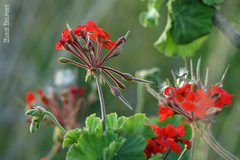 Pelargonium inquinans