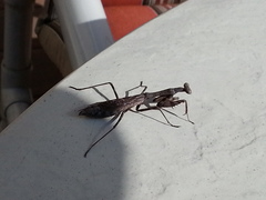 Stagmomantis carolina