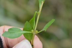 Ludwigia repens