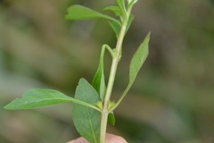 Ludwigia repens
