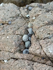 Littorina brevicula
