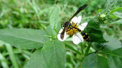 Phimenes flavopictus formosanus