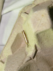 Agriphila latistria