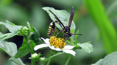 Phimenes flavopictus formosanus