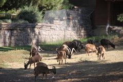 Capra aegagrus aegagrus