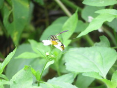 Phimenes flavopictus formosanus