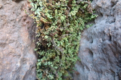 Asplenium triphyllum