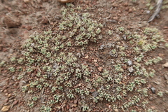 Senecio moqueguensis