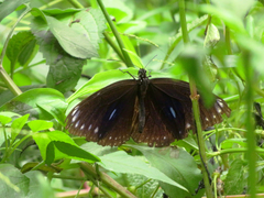 Euploea eunice hobsoni
