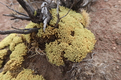 Pycnophyllum glomeratum