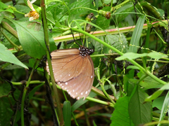 Euploea eunice hobsoni