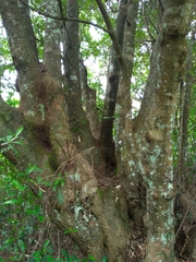 Castanopsis carlesii