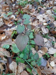Lamium maculatum