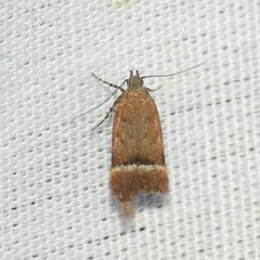 Eudactylota iobapta
