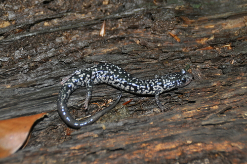 White-spotted Slimy Salamander