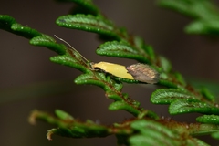 Opogona protodoxa