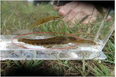 Cobitis taenia