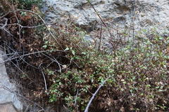 Ageratina lobulifera