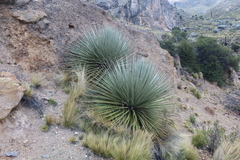 Puya raimondii