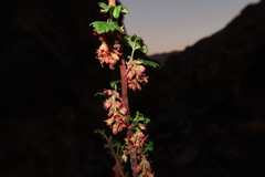 Ribes brachybotrys