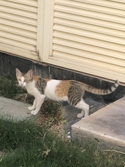 Felis catus