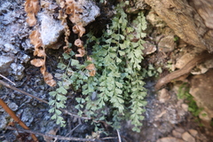 Asplenium peruvianum