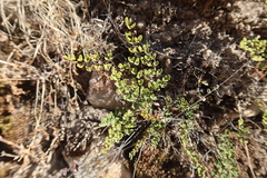 Argyrochosma nivea