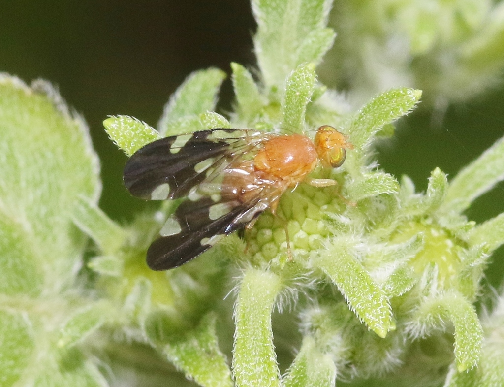 Xyphosiini