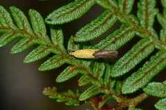Opogona protodoxa