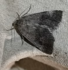 Pachycnemia tibiaria