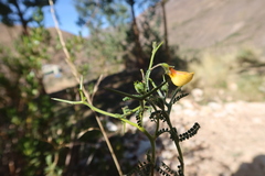 Adesmia miraflorensis